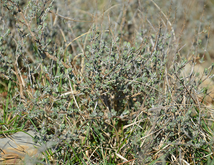Thym bio cueillette sauvage